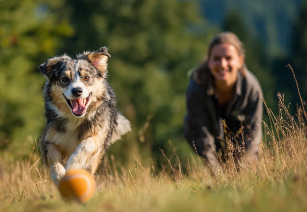 Holistic Training System for Dog Owners
